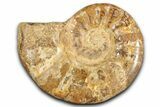 Jurassic Ammonite (Euaspidoceras) Fossil - Madagascar #349167-1